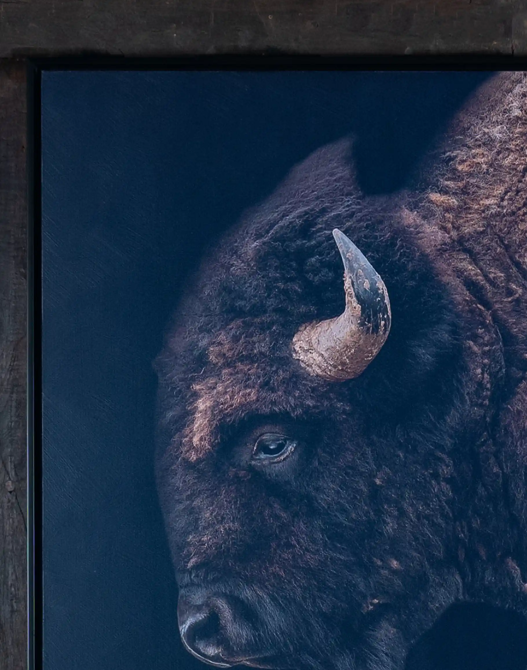 Black Bison Framed Print - Image 2