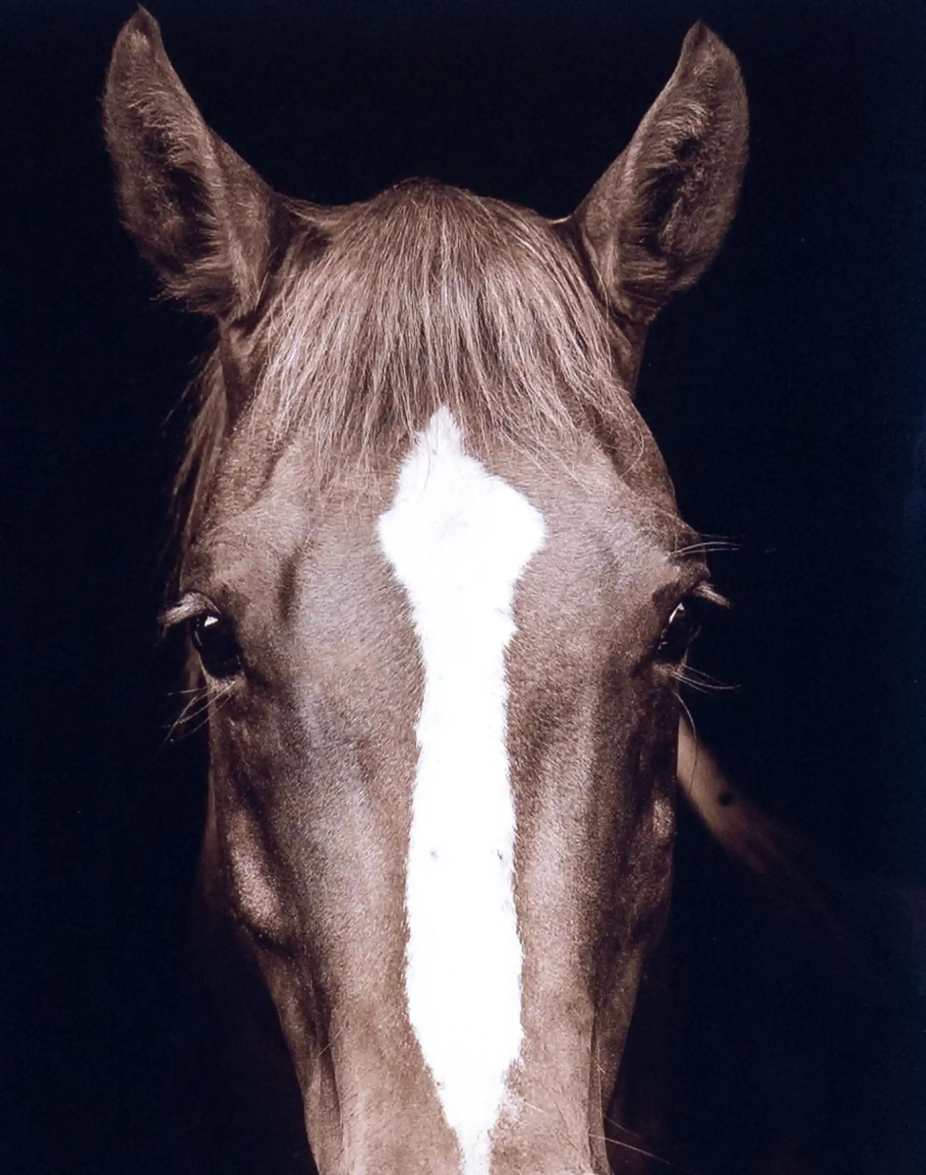 Brown Horse Framed Print - Image 3