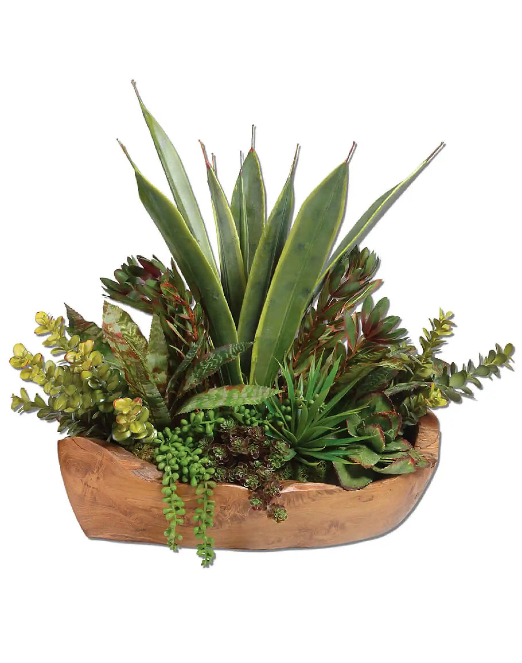 Salar Succulents - Image 2
